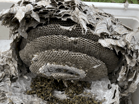 traitement nid de guepes hygis